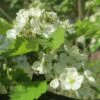 Double White Hawthorn Tree | Crataegus Laevigata 'Plena' 2 Double White Hawthorn Tree | Crataegus Laevigata 'Plena' -Plant Seeds Store ORN0189 1