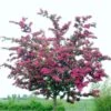 Double Pink Hawthorn Tree | Crataegus Laevigata 'Rosea Flore Pleno' -Plant Seeds Store ORN0190 1
