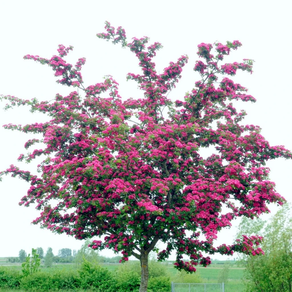 Double Pink Hawthorn Tree | Crataegus Laevigata 'Rosea Flore Pleno' 3 Double Pink Hawthorn Tree | Crataegus Laevigata 'Rosea Flore Pleno'
