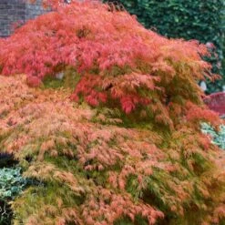 Green Weeping Japanese Maple Tree | Acer Palmatum 'Dissectum' -Plant Seeds Store ORN0197 3