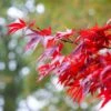 Red Japanese Maple Tree | Acer Palmatum 'Fireglow' 2 Red Japanese Maple Tree | Acer Palmatum 'Fireglow' -Plant Seeds Store ORN0198 1