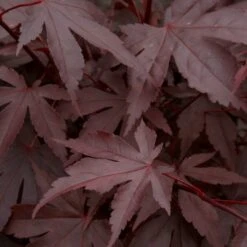 Red Japanese Maple Tree | Acer Palmatum 'Fireglow' -Plant Seeds Store ORN0198 3