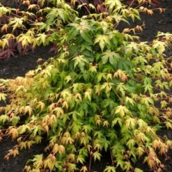 Japanese Maple Tree | Acer Palmatum 'Katsura' -Plant Seeds Store ORN0202 2