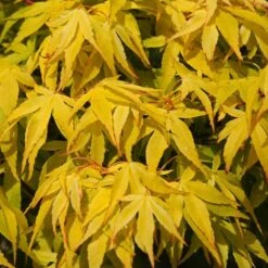 Japanese Maple Tree | Acer Palmatum 'Katsura' -Plant Seeds Store ORN0202 4