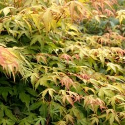 Japanese Maple Tree | Acer Palmatum 'Katsura' -Plant Seeds Store ORN0202 6