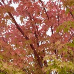Coral Bark Japanese Maple Tree | Acer Palmatum 'Sangokaku' 10 Coral Bark Japanese Maple Tree | Acer Palmatum 'Sangokaku' -Plant Seeds Store ORN0204 4