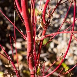 Coral Bark Japanese Maple Tree | Acer Palmatum 'Sangokaku' 11 Coral Bark Japanese Maple Tree | Acer Palmatum 'Sangokaku' -Plant Seeds Store ORN0204 6