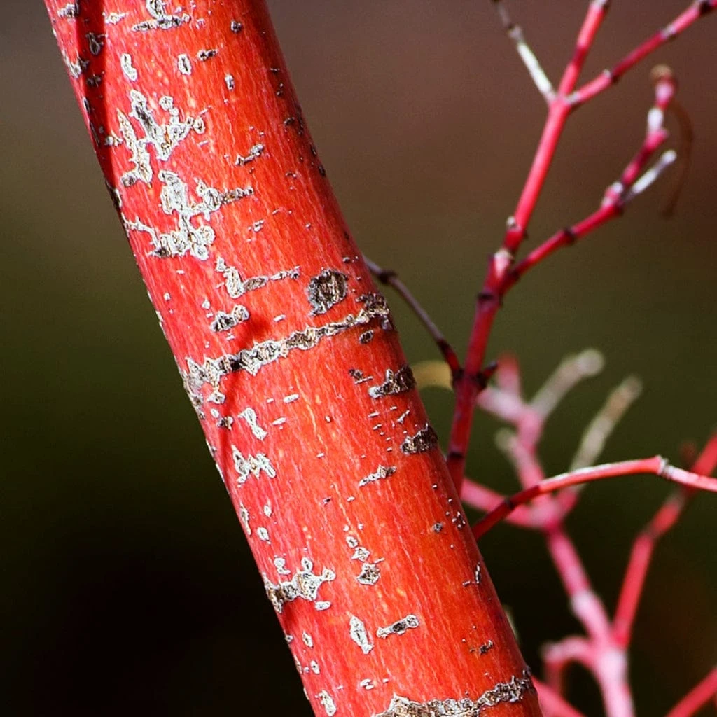 Coral Bark Japanese Maple Tree | Acer Palmatum 'Sangokaku' 8 Coral Bark Japanese Maple Tree | Acer Palmatum 'Sangokaku' - Image 6