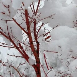 Coral Bark Japanese Maple Tree | Acer Palmatum 'Sangokaku' 12 Coral Bark Japanese Maple Tree | Acer Palmatum 'Sangokaku' -Plant Seeds Store ORN0204 8