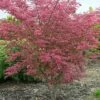 Variegated Japanese Maple Tree | Acer Palmatum 'Shirazz' -Plant Seeds Store ORN0206 1