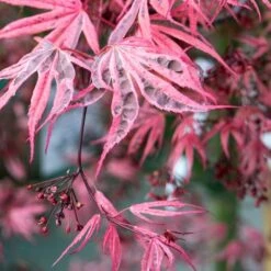 Variegated Japanese Maple Tree | Acer Palmatum 'Shirazz' 7 Variegated Japanese Maple Tree | Acer Palmatum 'Shirazz' -Plant Seeds Store ORN0206 4