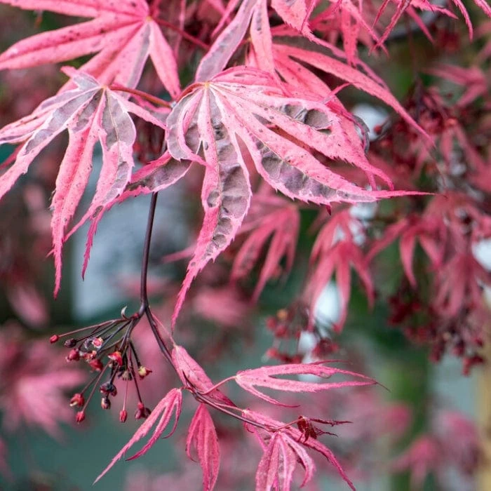 Variegated Japanese Maple Tree | Acer Palmatum 'Shirazz' 5 Variegated Japanese Maple Tree | Acer Palmatum 'Shirazz' - Image 3