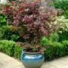 Purple Japanese Maple Tree | Acer Palmatum 'Atropurpureum' -Plant Seeds Store ORN0207 1