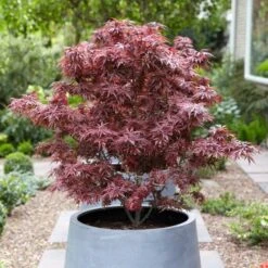 Purple Japanese Maple Tree | Acer Palmatum 'Atropurpureum' -Plant Seeds Store ORN0207 3