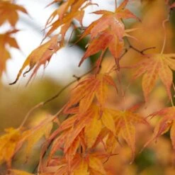 Purple Japanese Maple Tree | Acer Palmatum 'Atropurpureum' -Plant Seeds Store ORN0207 4