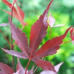 Purple Japanese Maple Tree | Acer Palmatum 'Atropurpureum' -Plant Seeds Store ORN0207 5