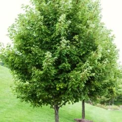 Canadian Red Maple Tree | Acer Rubrum 12 Canadian Red Maple Tree | Acer Rubrum -Plant Seeds Store ORN0212 1