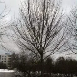 Canadian Red Maple Tree | Acer Rubrum 13 Canadian Red Maple Tree | Acer Rubrum -Plant Seeds Store ORN0212 3