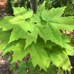 Canadian Red Maple Tree | Acer Rubrum 14 Canadian Red Maple Tree | Acer Rubrum -Plant Seeds Store ORN0212 4