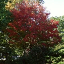 Canadian Red Maple Tree | Acer Rubrum 16 Canadian Red Maple Tree | Acer Rubrum -Plant Seeds Store ORN0212 6