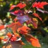 Canadian Red Maple Tree | Acer Rubrum 'Fairview Flame' -Plant Seeds Store ORN0213 1