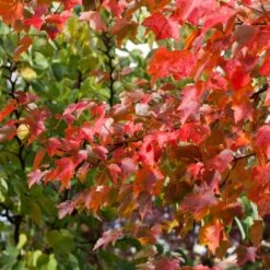 Canadian Red Maple Tree | Acer Rubrum 'Fairview Flame' -Plant Seeds Store ORN0213 3