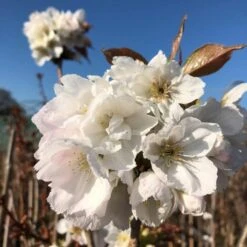 Fragrant Cloud' Cherry Blossom Tree | Prunus 'Matsumae-shizuka' -Plant Seeds Store ORN0232 8