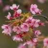 'Kursar' Dwarf Cherry Blossom Tree 2 'Kursar' Dwarf Cherry Blossom Tree -Plant Seeds Store ORN0234 1