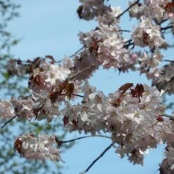 Sargent's Cherry Blossom Tree | Prunus Sargentii 15 Sargent's Cherry Blossom Tree | Prunus Sargentii -Plant Seeds Store ORN0240 3