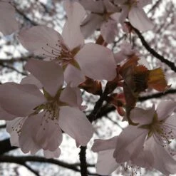 Sargent's Cherry Blossom Tree | Prunus Sargentii 16 Sargent's Cherry Blossom Tree | Prunus Sargentii -Plant Seeds Store ORN0240 4