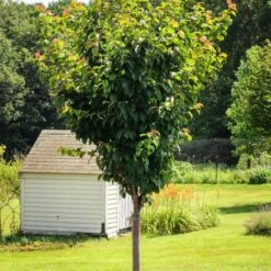 Sargent's Cherry Blossom Tree | Prunus Sargentii 18 Sargent's Cherry Blossom Tree | Prunus Sargentii -Plant Seeds Store ORN0240 6