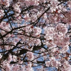 Sargent's Cherry Blossom Tree | Prunus Sargentii 19 Sargent's Cherry Blossom Tree | Prunus Sargentii -Plant Seeds Store ORN0240 7
