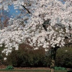 'Mount Fuji' Cherry Blossom Tree | Prunus Serrulata 'Shirotae' 8 'Mount Fuji' Cherry Blossom Tree | Prunus Serrulata 'Shirotae' -Plant Seeds Store ORN0242 8