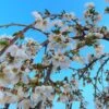 Dwarf White Weeping Cherry Blossom Tree | Prunus 'Snow Showers' -Plant Seeds Store ORN0244 1