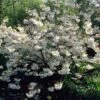 White Weeping Cherry Blossom Tree | Prunus Yedoensis 'Shidare Yoshino' -Plant Seeds Store ORN0253 1