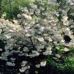 Plant Seeds Store 25 White Weeping Cherry Blossom Tree | Prunus Yedoensis 'Shidare Yoshino'