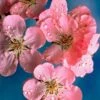 Early Flowering Cherry Blossom Tree | Prunus Persicoides 'Spring Glow' 1 Early Flowering Cherry Blossom Tree | Prunus Persicoides 'Spring Glow' -Plant Seeds Store ORN0256 1