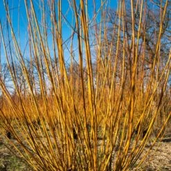 Scarlet Willow Tree | Salix Alba 'Chermesina' 7 Scarlet Willow Tree | Salix Alba 'Chermesina' -Plant Seeds Store ORN0258 3