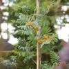 Copper Kettle' Rowan Tree | Sorbus 1 Copper Kettle' Rowan Tree | Sorbus -Plant Seeds Store ORN0267 1 ba10b4a0 05df 47ee 98c5 a3432fea6624
