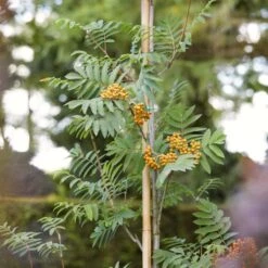 Copper Kettle' Rowan Tree | Sorbus