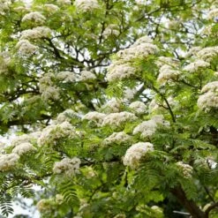 Copper Kettle' Rowan Tree | Sorbus -Plant Seeds Store ORN0267 3 c4fd3fca 4260 46ec aec2 03ae23afc35b