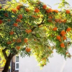 Copper Kettle' Rowan Tree | Sorbus -Plant Seeds Store ORN0267 5 889ea2e8 fe4c 4c61 935d 4318cd394cbc