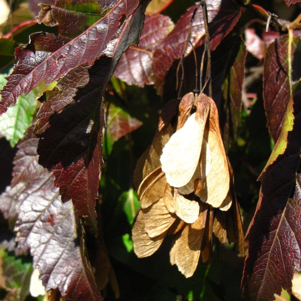 Tatarian Maple | Acer Tataricum 'Hotwings' 7 Tatarian Maple | Acer Tataricum 'Hotwings' - Image 5