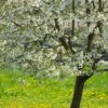 UK Native Wildlife-Friendly Cherry Blossom Tree | Prunus Avium 1 UK Native Wildlife-Friendly Cherry Blossom Tree | Prunus Avium -Plant Seeds Store ORN0312 1
