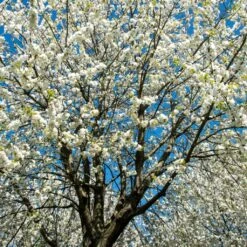UK Native Wildlife-Friendly Cherry Blossom Tree | Prunus Avium 9 UK Native Wildlife-Friendly Cherry Blossom Tree | Prunus Avium -Plant Seeds Store ORN0312 2