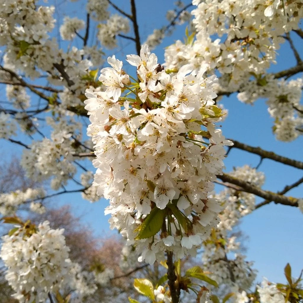 UK Native Wildlife-Friendly Cherry Blossom Tree | Prunus Avium 4 UK Native Wildlife-Friendly Cherry Blossom Tree | Prunus Avium - Image 2