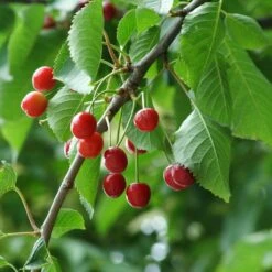 UK Native Wildlife-Friendly Cherry Blossom Tree | Prunus Avium 10 UK Native Wildlife-Friendly Cherry Blossom Tree | Prunus Avium -Plant Seeds Store ORN0312 5