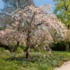 'Pink Perfection' Crabapple Tree 1 'Pink Perfection' Crabapple Tree -Plant Seeds Store ORN0352 2