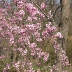 Pink Weeping Winter Flowering Cherry Tree | Prunus Subhirtella 'Pendula Rosea' -Plant Seeds Store ORN0352 3
