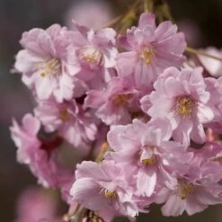 Pink Weeping Winter Flowering Cherry Tree | Prunus Subhirtella 'Pendula Rosea' -Plant Seeds Store ORN0352 4